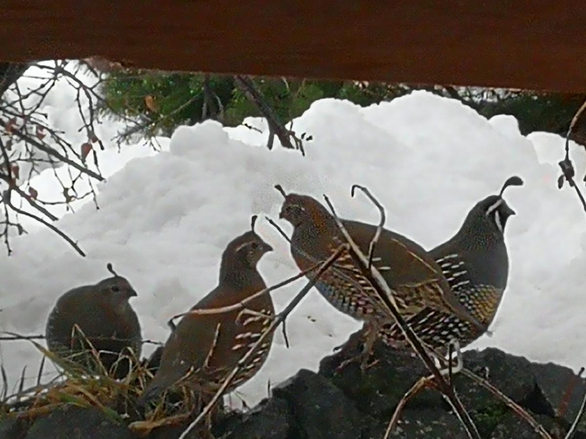 Hosteria Sudbruck Bariloche Buitenkant foto